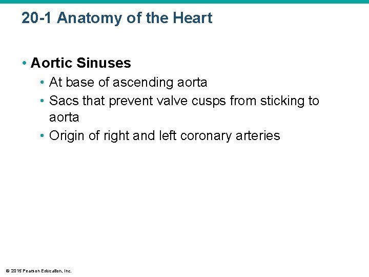 20 -1 Anatomy of the Heart • Aortic Sinuses • At base of ascending