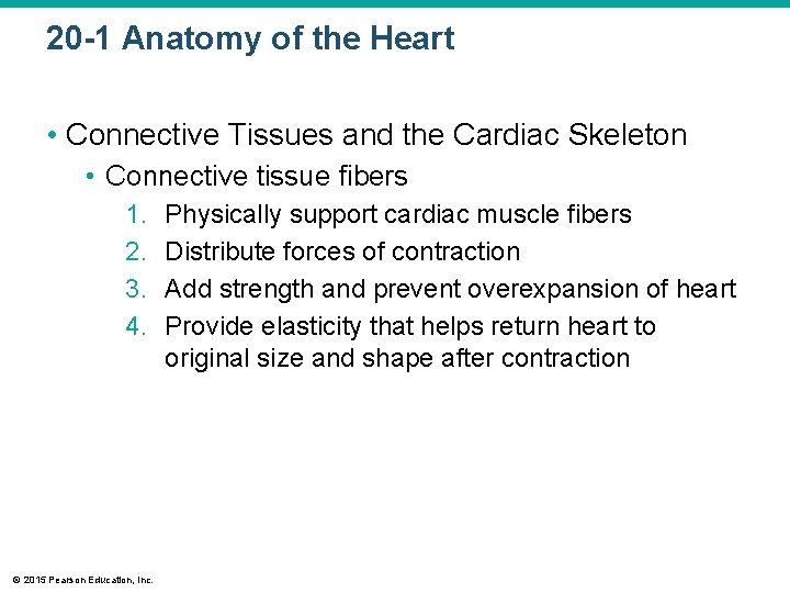 20 -1 Anatomy of the Heart • Connective Tissues and the Cardiac Skeleton •