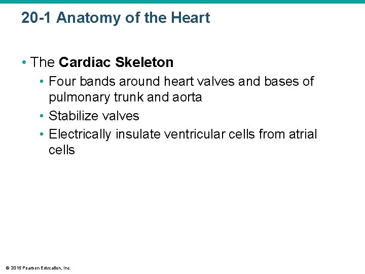 20 -1 Anatomy of the Heart • The Cardiac Skeleton • Four bands around