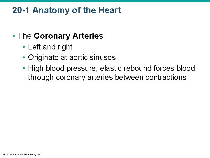 20 -1 Anatomy of the Heart • The Coronary Arteries • Left and right