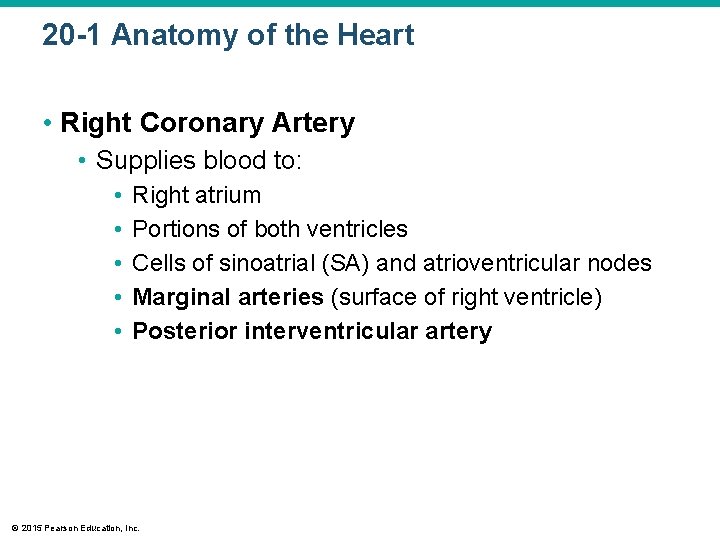 20 -1 Anatomy of the Heart • Right Coronary Artery • Supplies blood to: