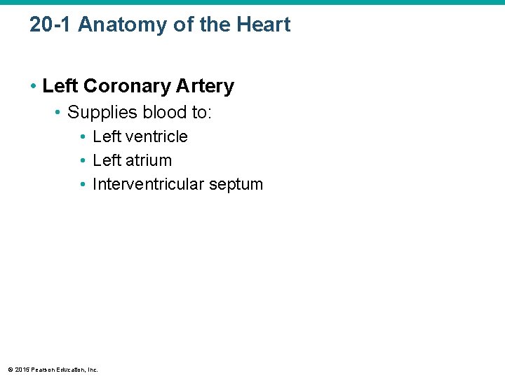 20 -1 Anatomy of the Heart • Left Coronary Artery • Supplies blood to: