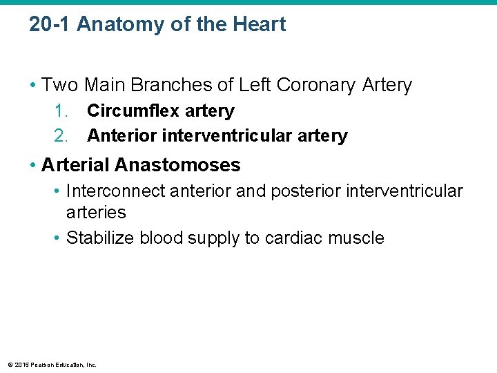 20 -1 Anatomy of the Heart • Two Main Branches of Left Coronary Artery