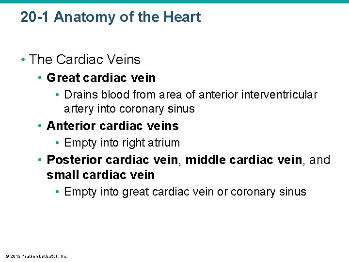 20 -1 Anatomy of the Heart • The Cardiac Veins • Great cardiac vein