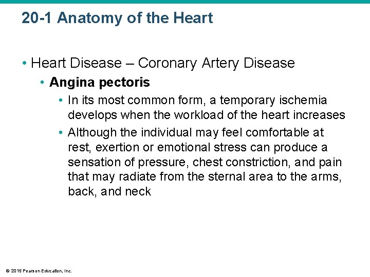 20 -1 Anatomy of the Heart • Heart Disease – Coronary Artery Disease •