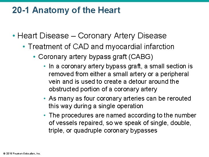 20 -1 Anatomy of the Heart • Heart Disease – Coronary Artery Disease •