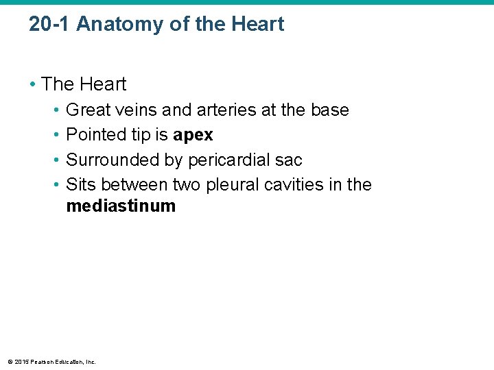 20 -1 Anatomy of the Heart • The Heart • • Great veins and