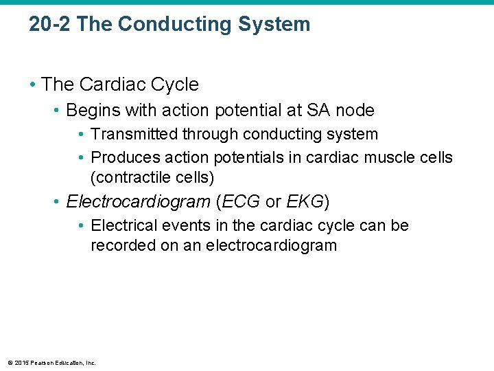 20 -2 The Conducting System • The Cardiac Cycle • Begins with action potential