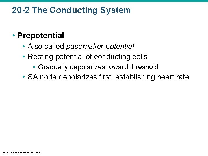 20 -2 The Conducting System • Prepotential • Also called pacemaker potential • Resting