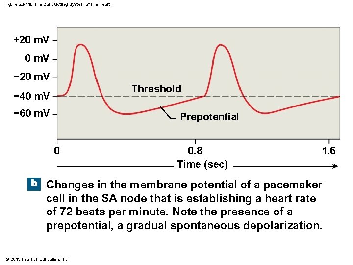 Figure 20 -11 b The Conducting System of the Heart. +20 m. V −