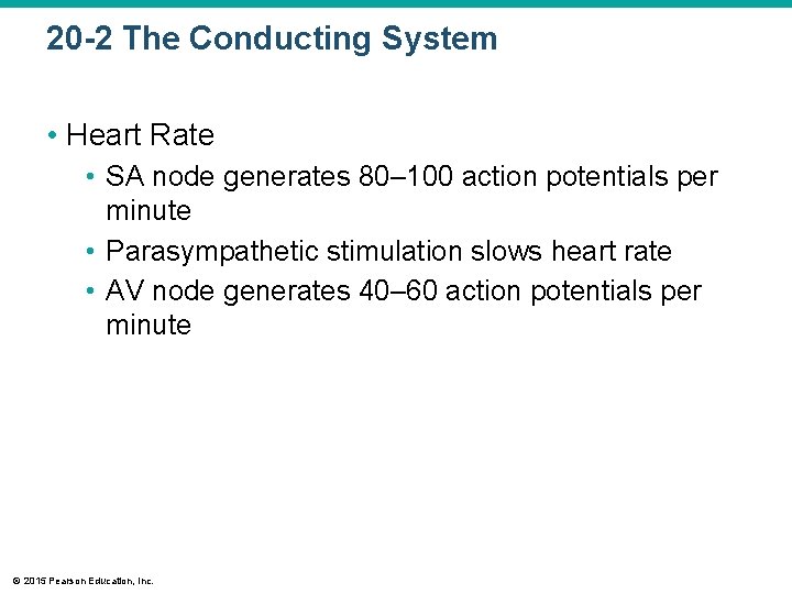 20 -2 The Conducting System • Heart Rate • SA node generates 80– 100