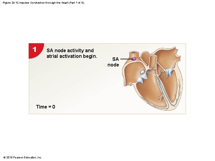 Figure 20 -12 Impulse Conduction through the Heart (Part 1 of 5). 1 SA