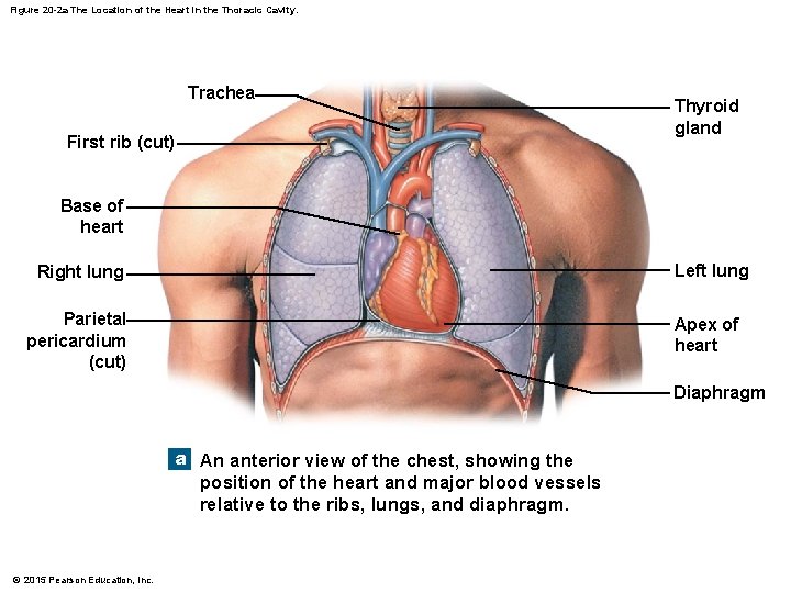 Figure 20 -2 a The Location of the Heart in the Thoracic Cavity. Trachea