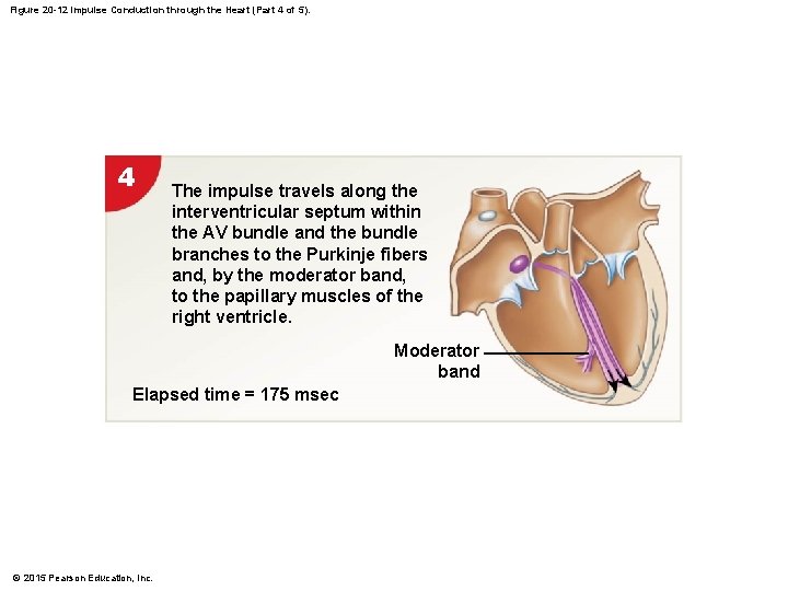 Figure 20 -12 Impulse Conduction through the Heart (Part 4 of 5). 4 The