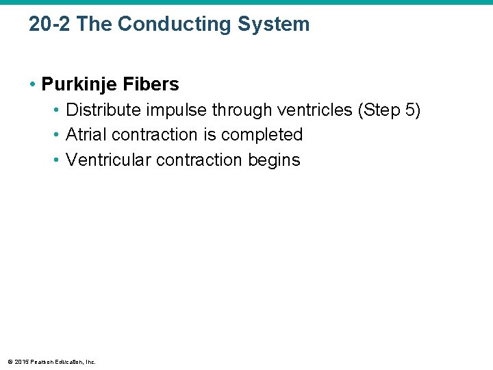 20 -2 The Conducting System • Purkinje Fibers • Distribute impulse through ventricles (Step