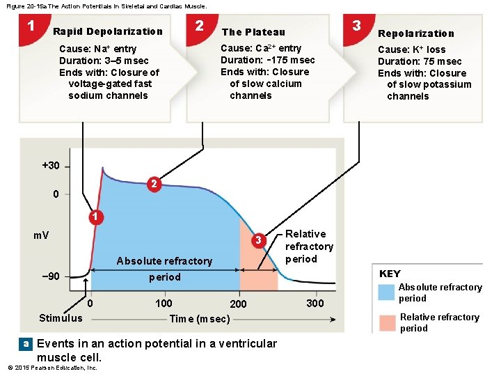 Figure 20 -15 a The Action Potentials in Skeletal and Cardiac Muscle. 1 Rapid