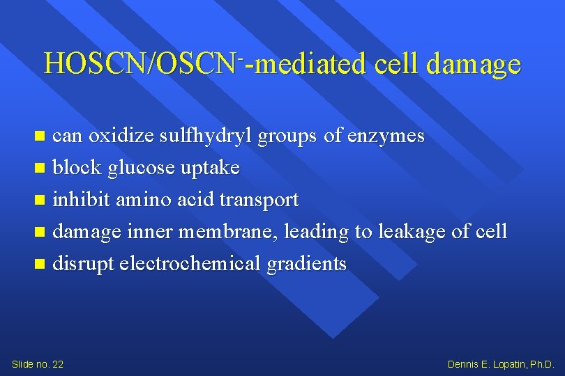 HOSCN/OSCN -mediated cell damage can oxidize sulfhydryl groups of enzymes block glucose uptake inhibit HOSCN/OSCN -mediated cell damage can oxidize sulfhydryl groups of enzymes block glucose uptake inhibit