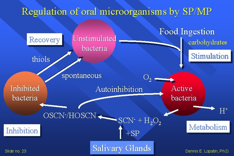 Regulation of oral microorganisms by SP/MP Recovery Food Ingestion Unstimulated bacteria carbohydrates Stimulation thiols Regulation of oral microorganisms by SP/MP Recovery Food Ingestion Unstimulated bacteria carbohydrates Stimulation thiols