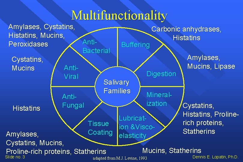 Multifunctionality Amylases, Cystatins, Carbonic anhydrases, Histatins, Mucins, Histatins Anti. Peroxidases Buffering Bacterial Amylases, Cystatins, Multifunctionality Amylases, Cystatins, Carbonic anhydrases, Histatins, Mucins, Histatins Anti. Peroxidases Buffering Bacterial Amylases, Cystatins,