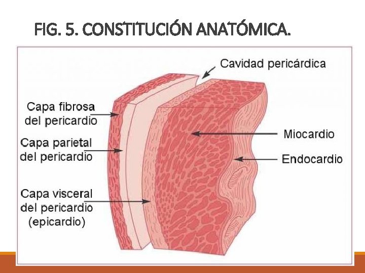 FIG. 5. CONSTITUCIÓN ANATÓMICA. 
