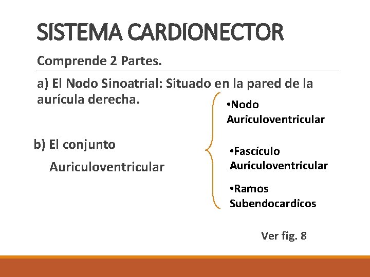SISTEMA CARDIONECTOR Comprende 2 Partes. a) El Nodo Sinoatrial: Situado en la pared de