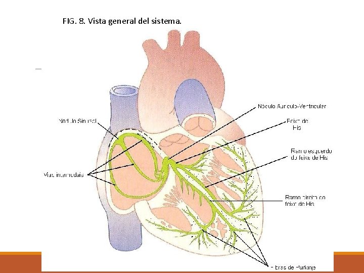 FIG. 8. Vista general del sistema. 