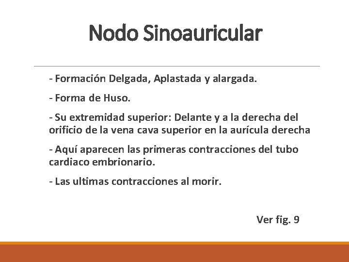 Nodo Sinoauricular - Formación Delgada, Aplastada y alargada. - Forma de Huso. - Su