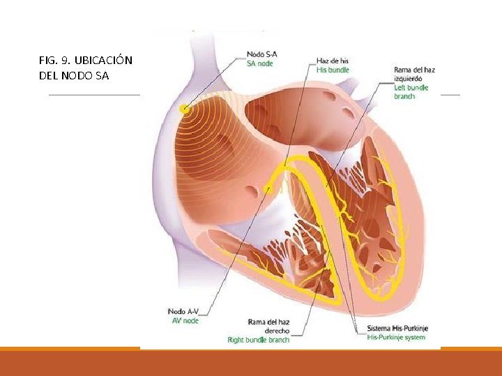 FIG. 9. UBICACIÓN DEL NODO SA 