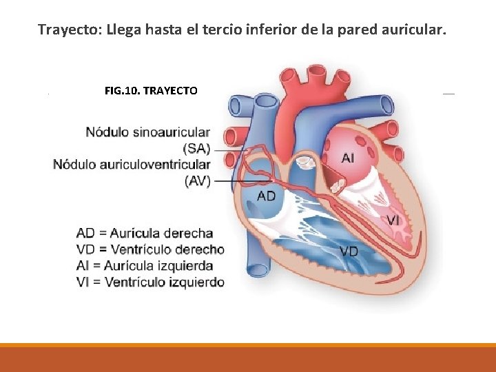  Trayecto: Llega hasta el tercio inferior de la pared auricular. FIG. 10. TRAYECTO