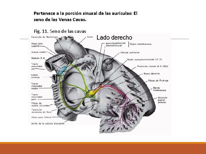 Pertenece a la porción sinusal de las aurículas: El seno de las Venas Cavas.