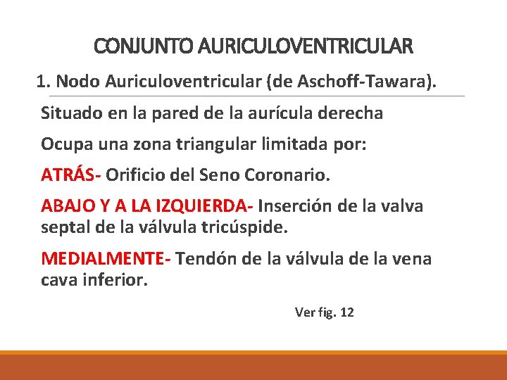 CONJUNTO AURICULOVENTRICULAR 1. Nodo Auriculoventricular (de Aschoff-Tawara). Situado en la pared de la aurícula