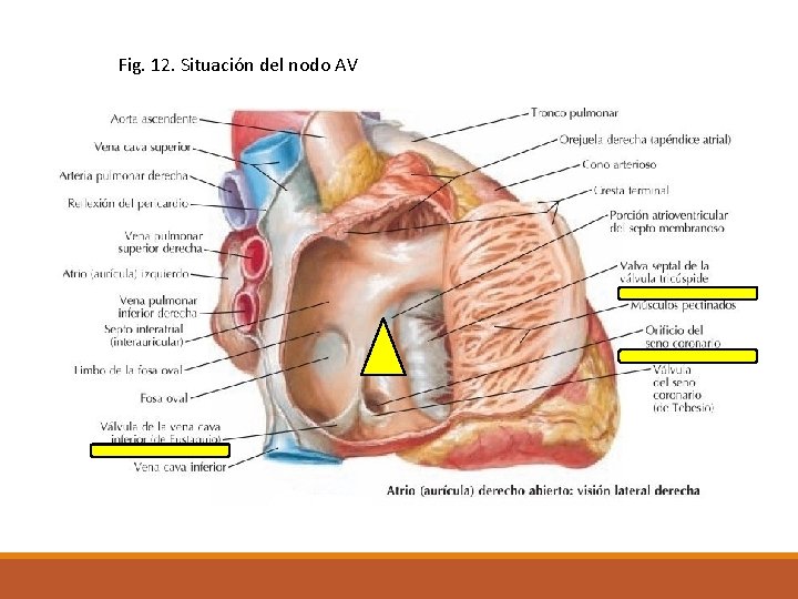 Fig. 12. Situación del nodo AV 