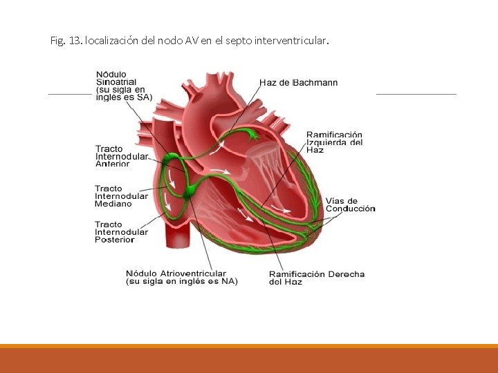 Fig. 13. localización del nodo AV en el septo interventricular. 
