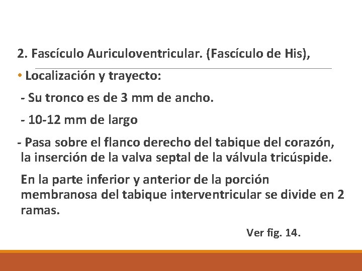 2. Fascículo Auriculoventricular. (Fascículo de His), • Localización y trayecto: - Su tronco es