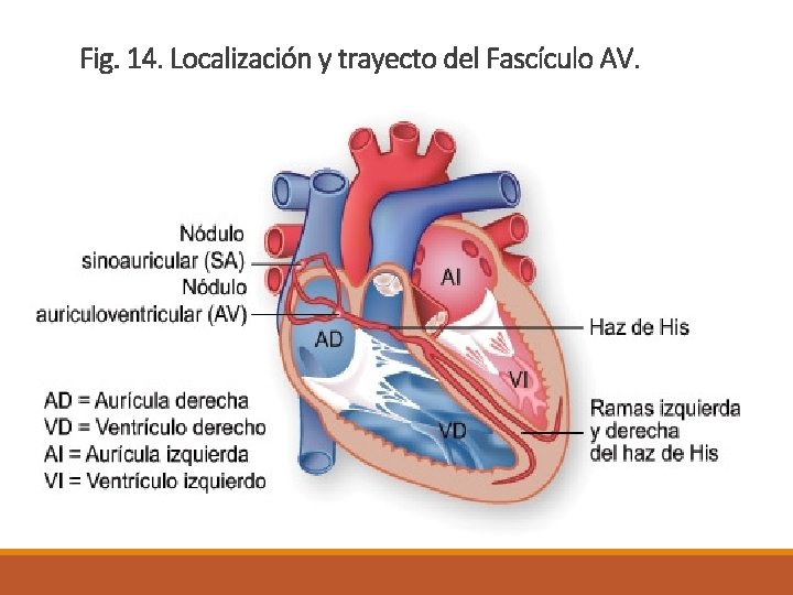 Fig. 14. Localización y trayecto del Fascículo AV. 