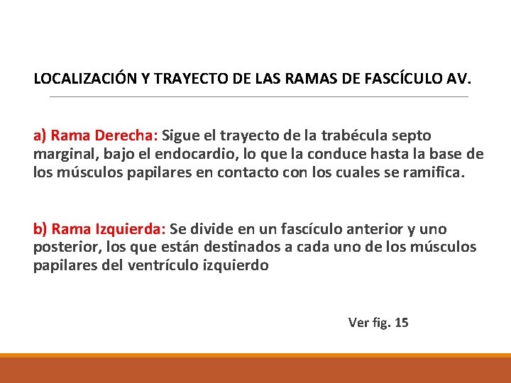  LOCALIZACIÓN Y TRAYECTO DE LAS RAMAS DE FASCÍCULO AV. a) Rama Derecha: Sigue