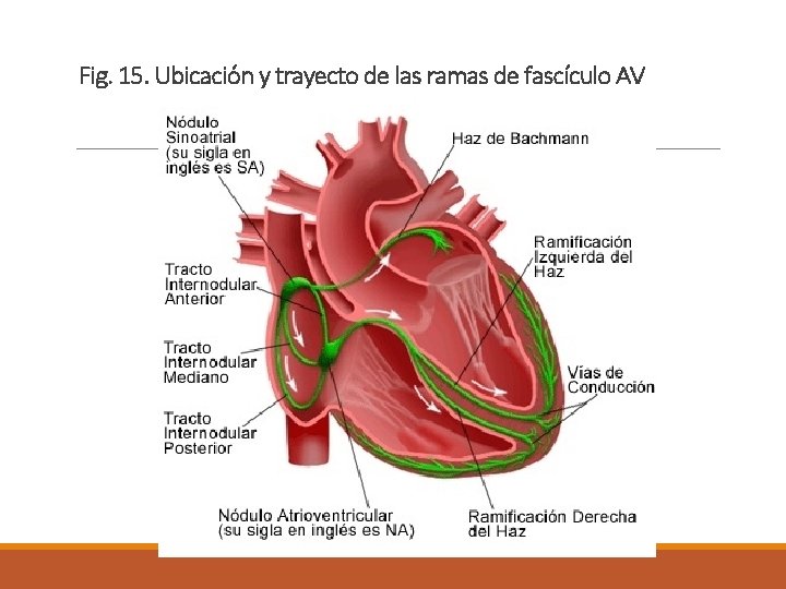 Fig. 15. Ubicación y trayecto de las ramas de fascículo AV 