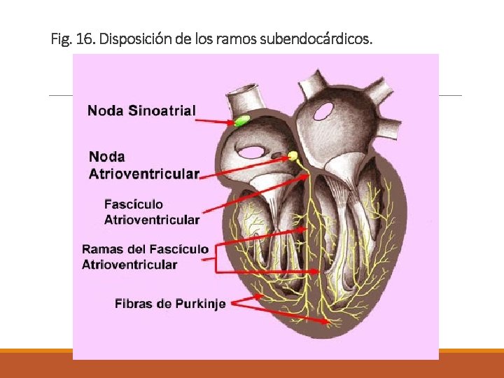 Fig. 16. Disposición de los ramos subendocárdicos. 