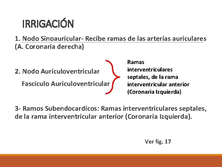 IRRIGACIÓN 1. Nodo Sinoauricular- Recibe ramas de las arterias auriculares (A. Coronaria derecha) 2.