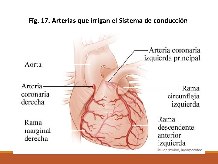 Fig. 17. Arterias que irrigan el Sistema de conducción 