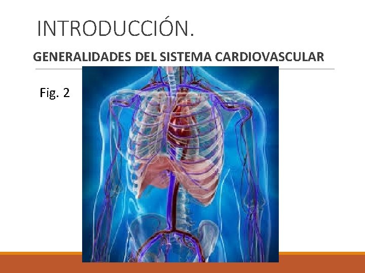 INTRODUCCIÓN. GENERALIDADES DEL SISTEMA CARDIOVASCULAR Fig. 2 