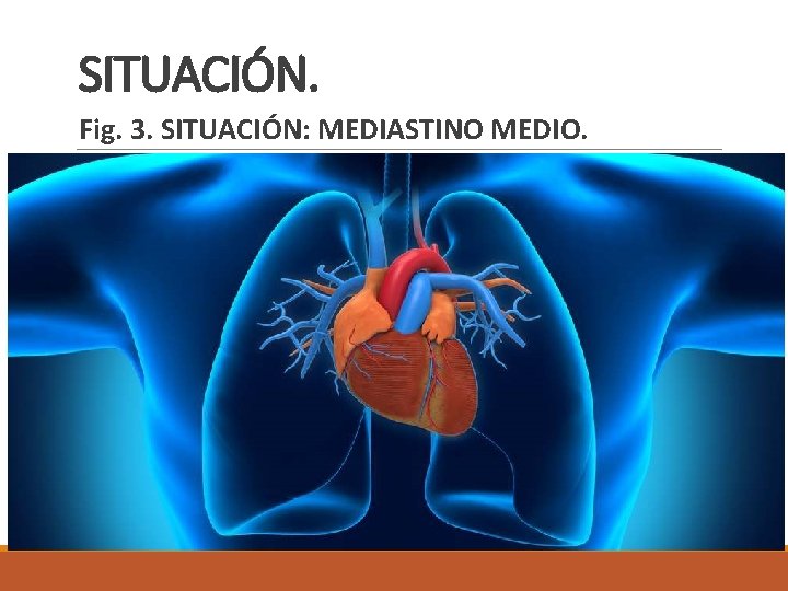 SITUACIÓN. Fig. 3. SITUACIÓN: MEDIASTINO MEDIO. 