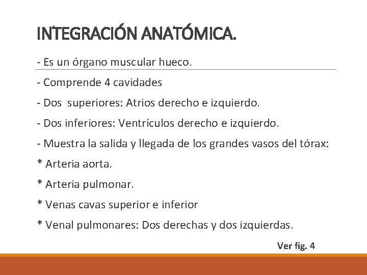 INTEGRACIÓN ANATÓMICA. - Es un órgano muscular hueco. - Comprende 4 cavidades - Dos