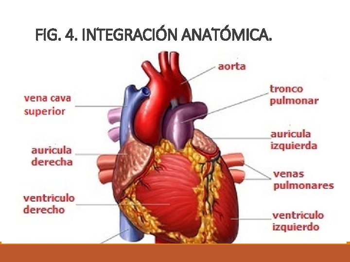 FIG. 4. INTEGRACIÓN ANATÓMICA. 