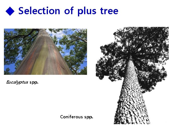 ◆ Selection of plus tree Eucalyptus spp. Coniferous spp. 