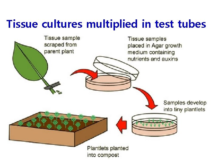 Tissue cultures multiplied in test tubes 