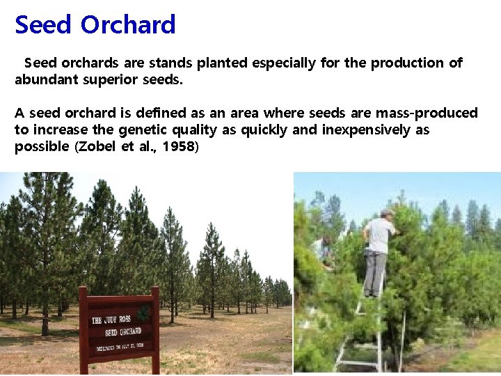 Seed Orchard Seed orchards are stands planted especially for the production of abundant superior
