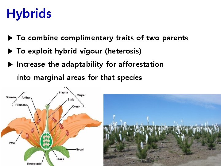 Hybrids ▶ To combine complimentary traits of two parents ▶ To exploit hybrid vigour