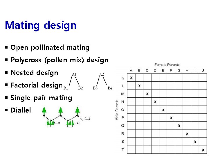 Mating design ￭ Open pollinated mating ￭ Polycross (pollen mix) design ￭ Nested design
