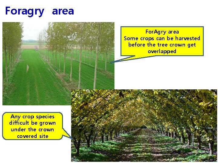 Foragry area For. Agry area Some crops can be harvested before the tree crown